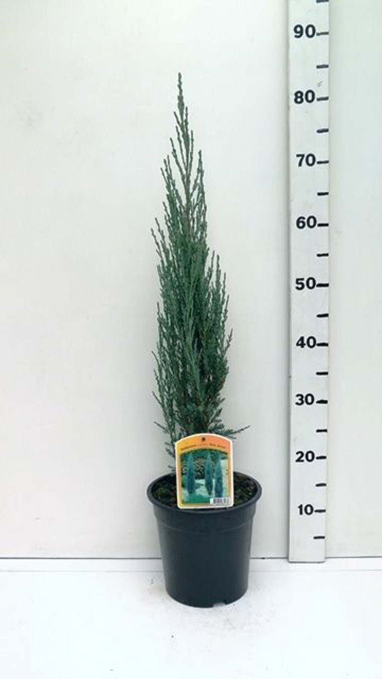 Juniperus s. 'Blue Arrow' - C3 50-60 CM